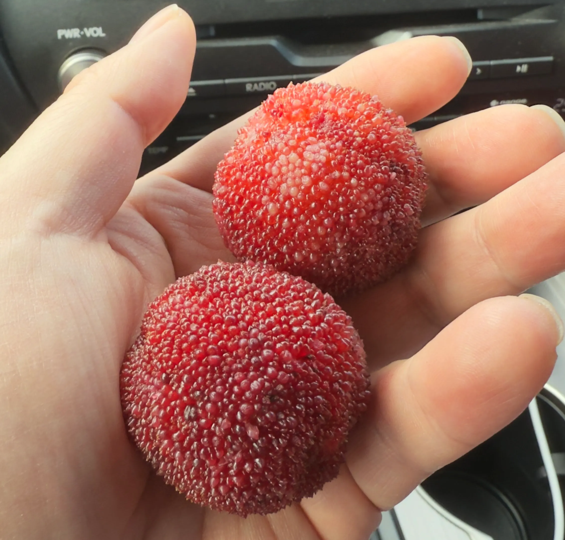 比乒乓球大的杨梅